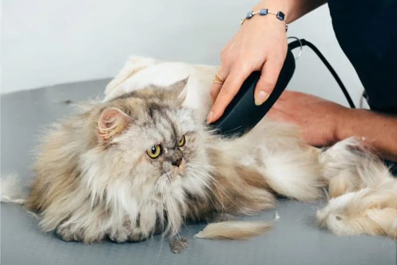 Senior Cat Grooming: How To Clean Matted Hair in Older Cats