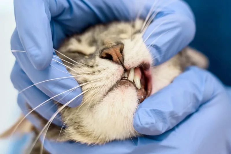 Gingivitis in Cats - Symptoms, Causes & Treatments