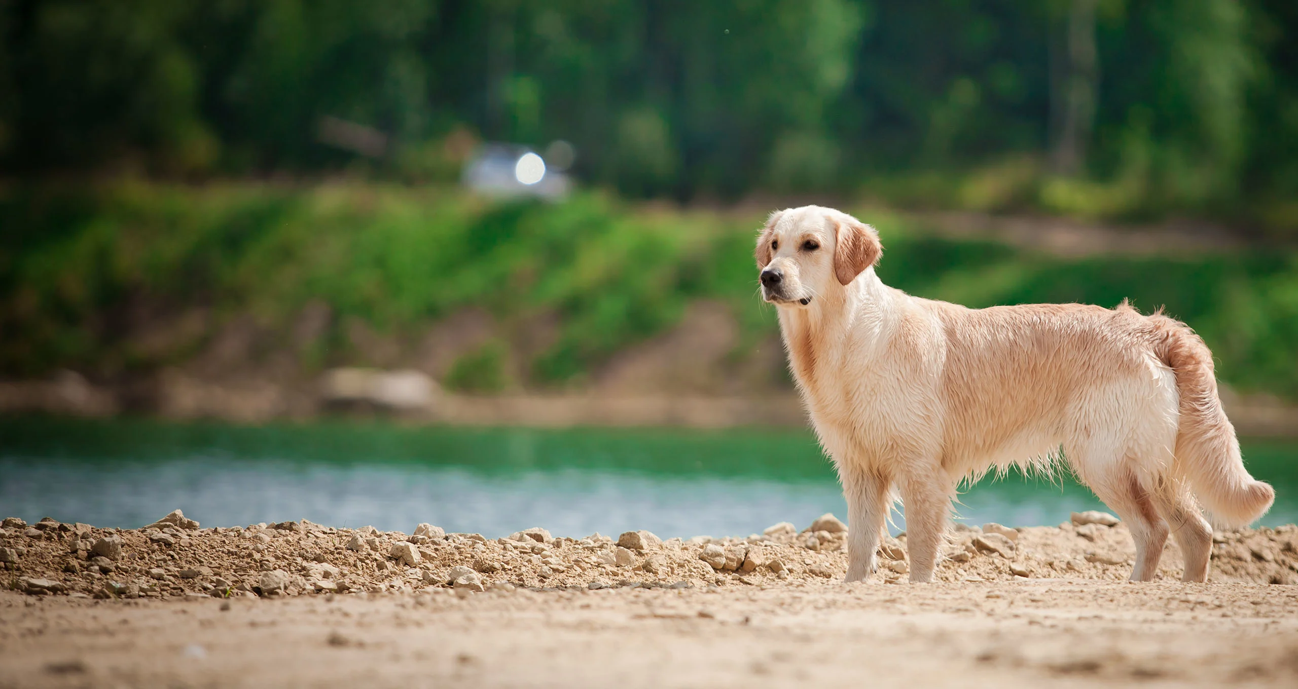 h wet labrador on the beach