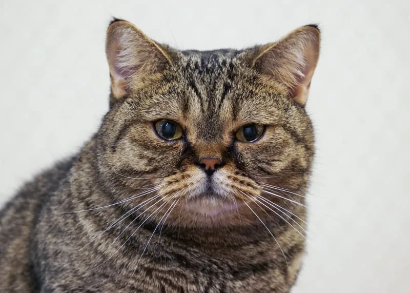 Cat Eye Watering: Possible Causes