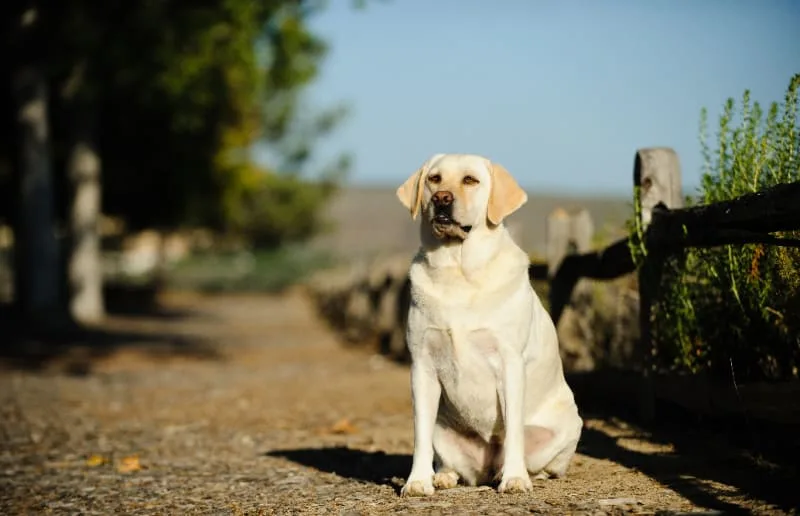 Ways To Tell If Your Dog Is Overweight & What To Do
