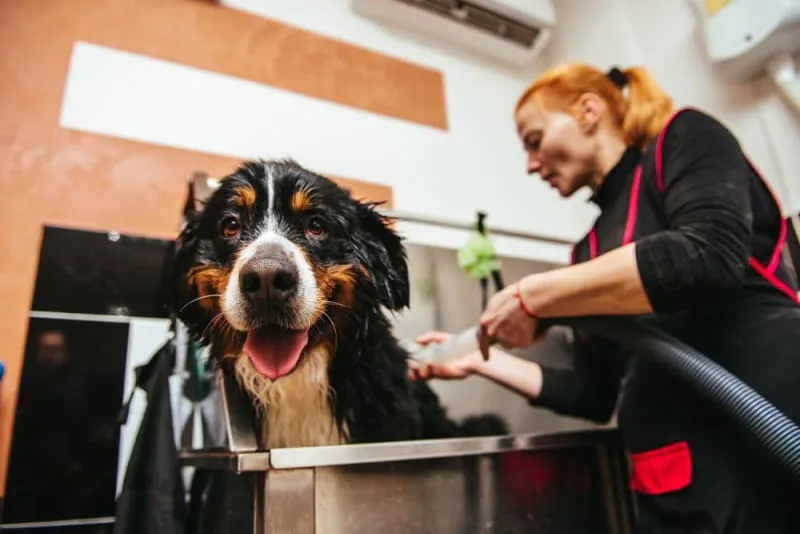 Signs Your Dog Needs Grooming