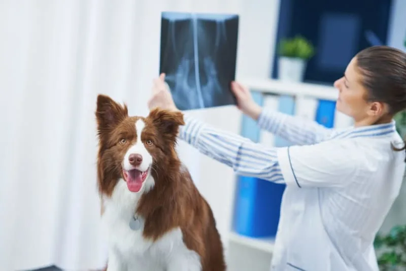 Diagnostic Imaging for your Dog or Cat