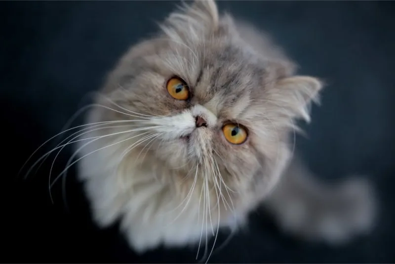 When is a Cat Considered a Senior?
