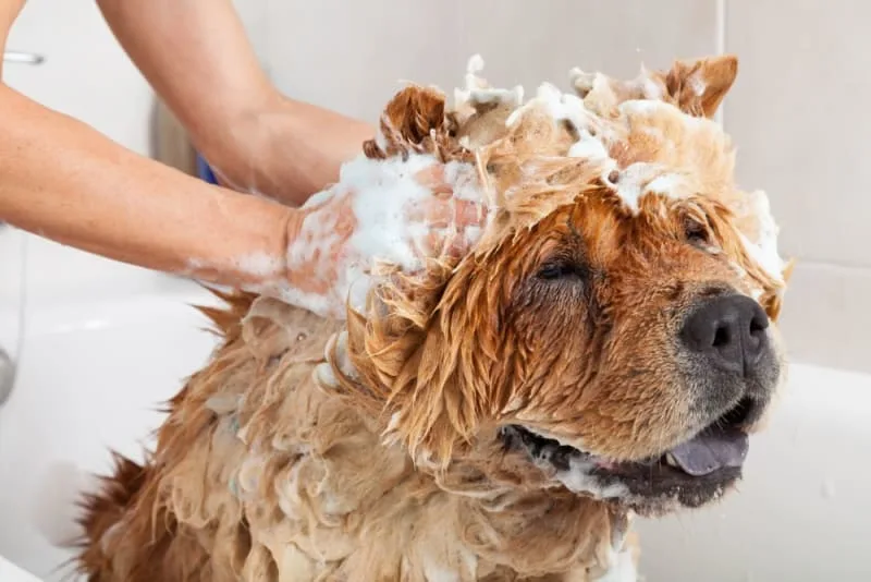 How to Groom an Aggressive Dog