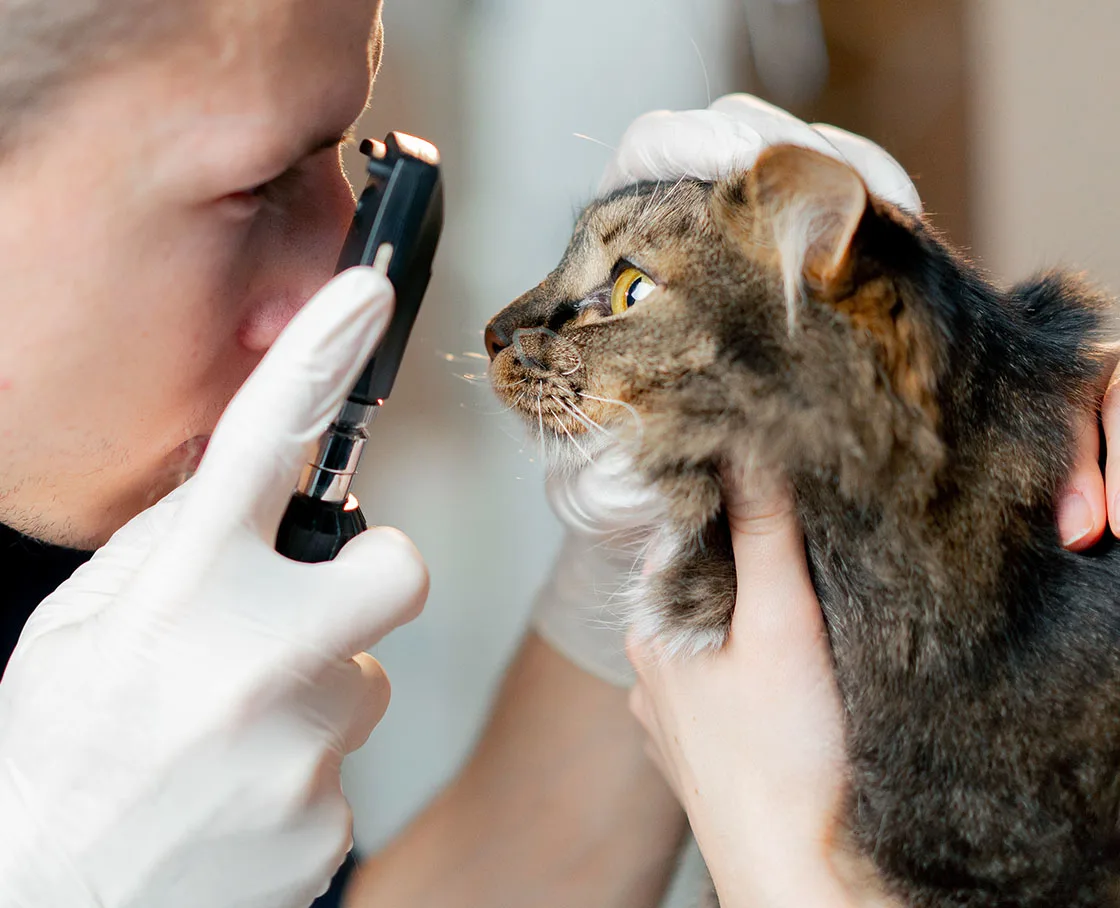veterinary ophthalmology close up of a veterinarian giving a cat an eye exam