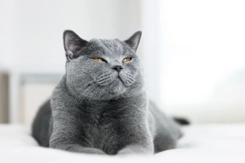 Giardia in Cats