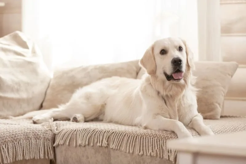 What is Whipworm in Dogs? Causes, Treatment & Prevention