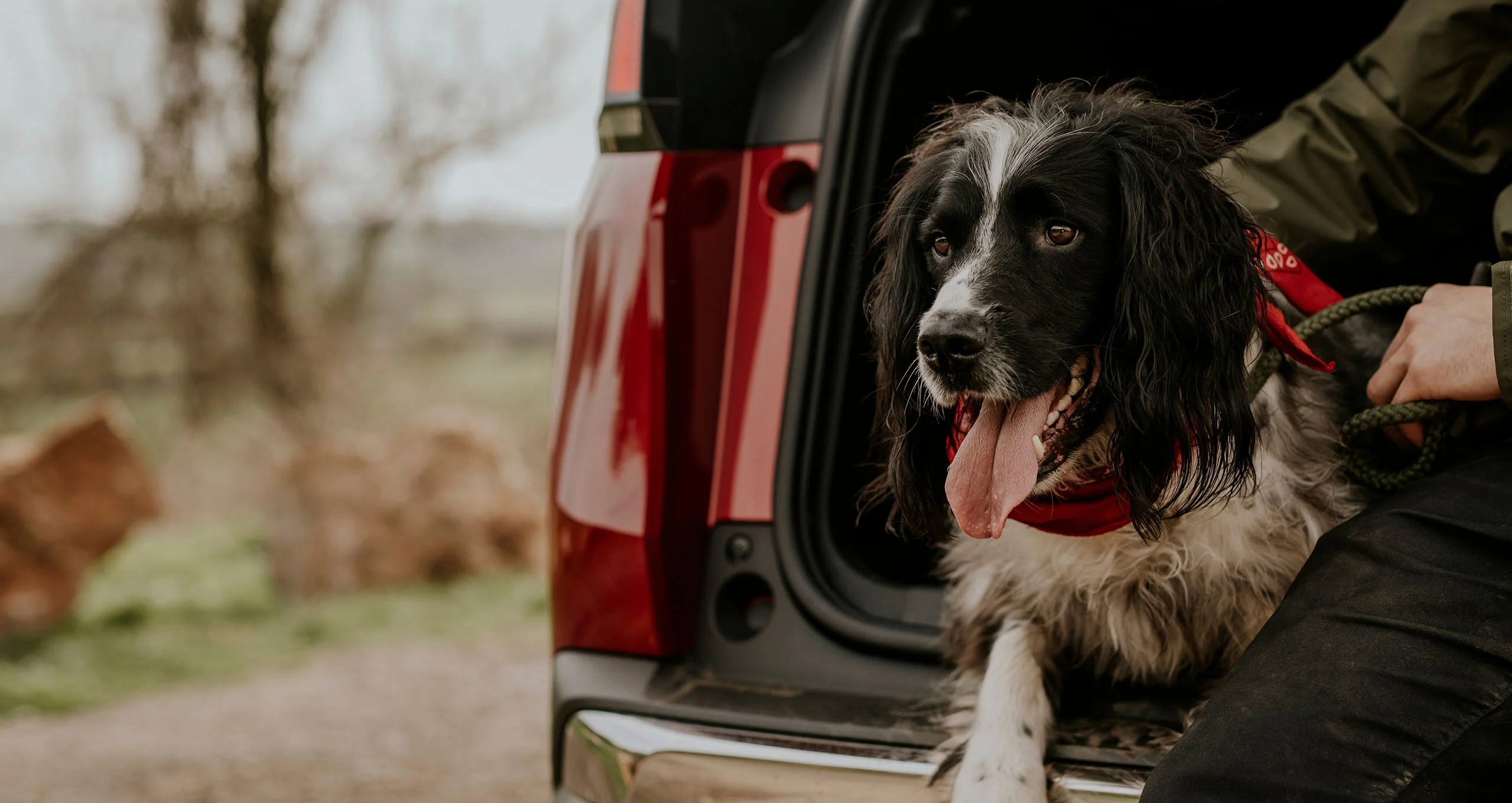 h black and white spaniel mix in back of suv in fall