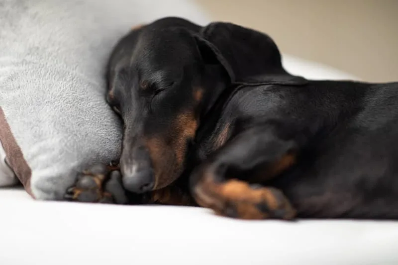 What is IVDD in Dogs? Answers About Surgery, Cost & Recovery