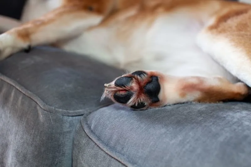 What To Do If Your Dog Has a Cut Paw Pad