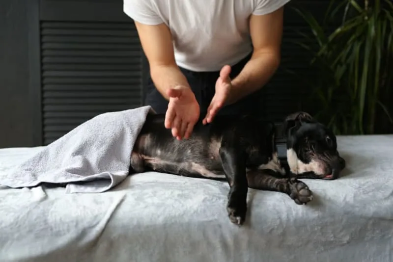 The Benefits of Physical Rehabilitation for Dogs & Cats