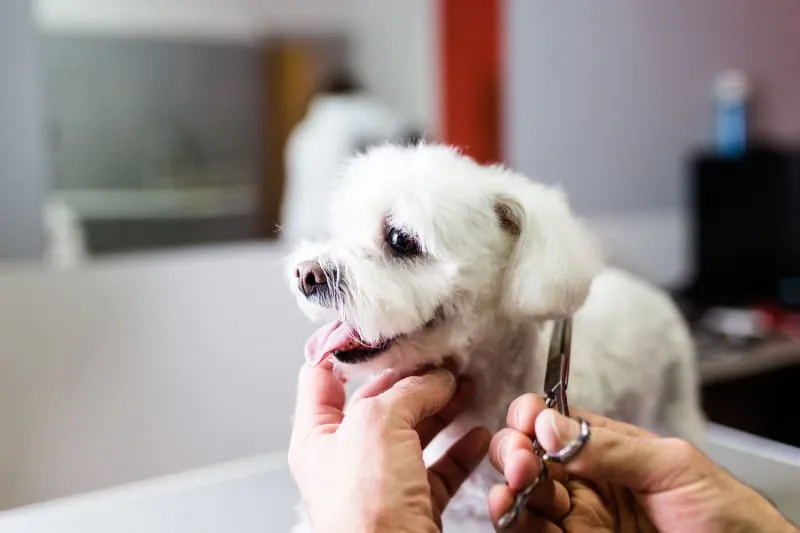 Signs Your Dog Needs Grooming