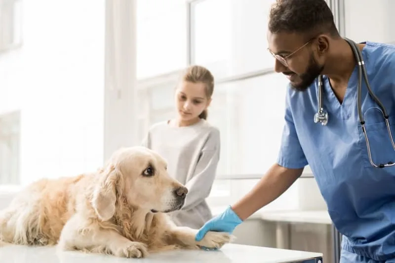 What is Whipworm in Dogs?: Causes, Treatment & Prevention