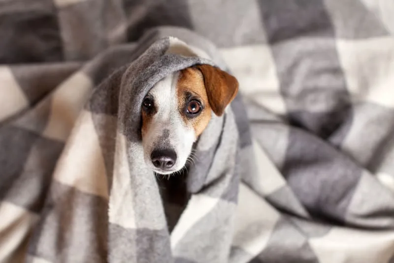 Kennel Cough in Dogs: Symptoms, Treatment & Prevention