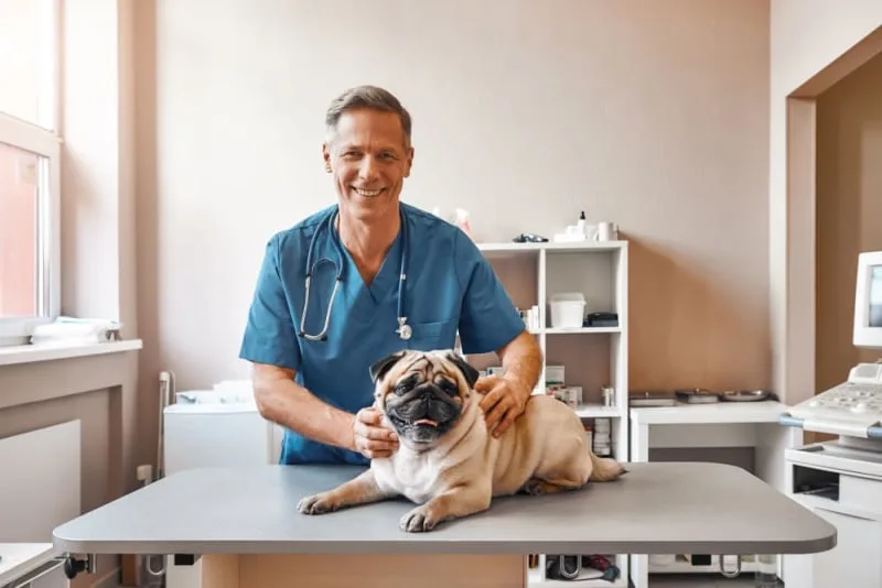 Finding The Right Vet For Your Dog Or Cat