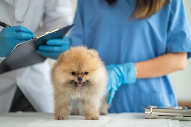 Puppy’s First Vet Visit: Checklist & What to Expect