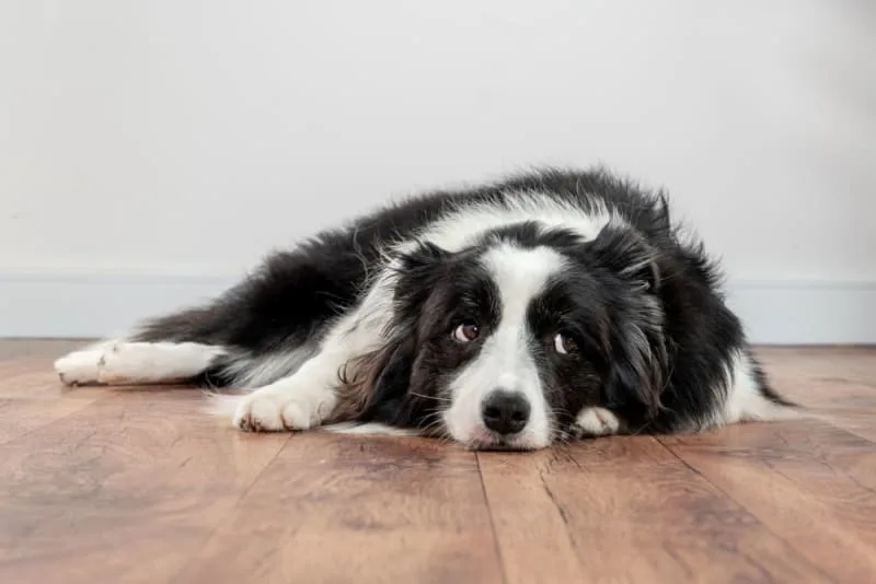 Vomiting in Dogs