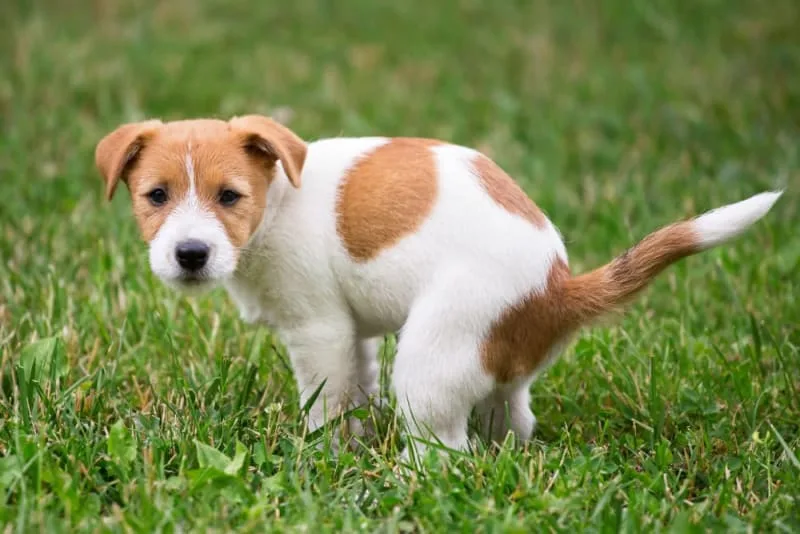 Common Causes of Diarrhea in Dogs & How to Stop It
