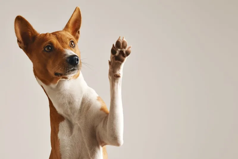 Types of Pneumonia in Dogs