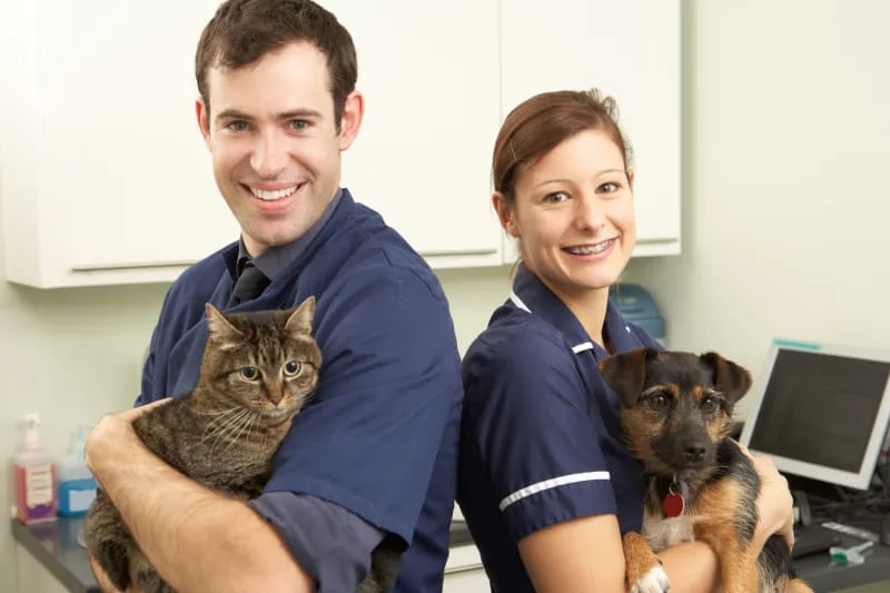 Why Are Regular Veterinary Checkups Important?