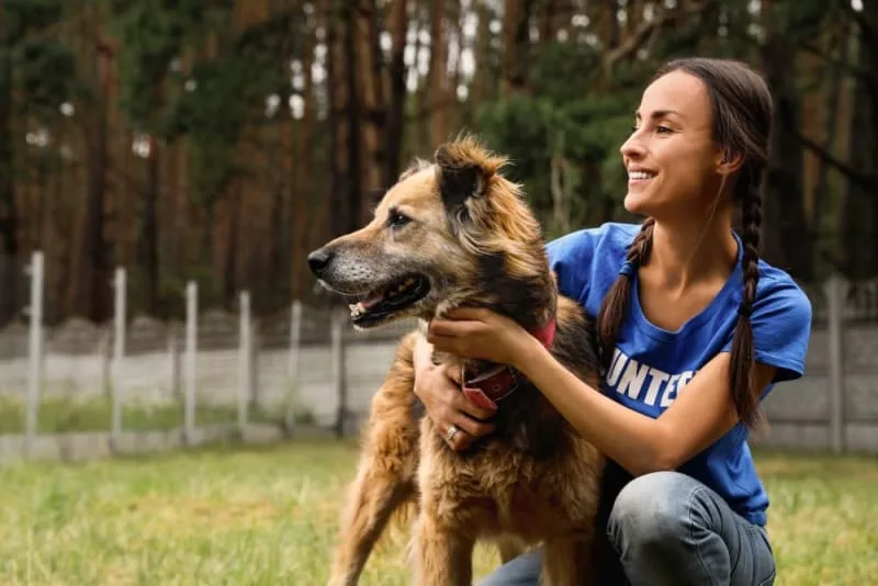 Osteoarthritis in Dogs: Causes, Symptoms & Treatment