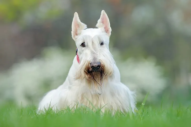 Reverse Sneeze in Dogs