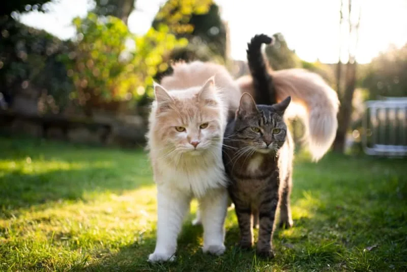 Does my cat need a friend?
