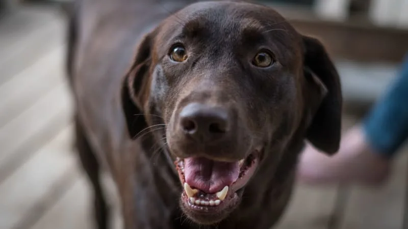 Cushing's Disease in Dogs
