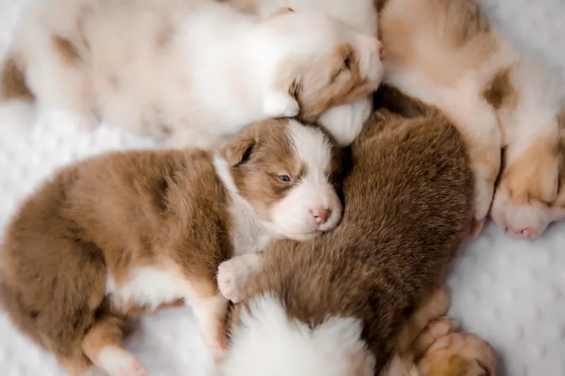 How much does a dog C-section cost? Does my dog need one?
