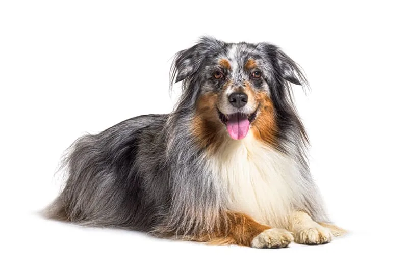 Signs of Heatstroke in Dogs & What To Do