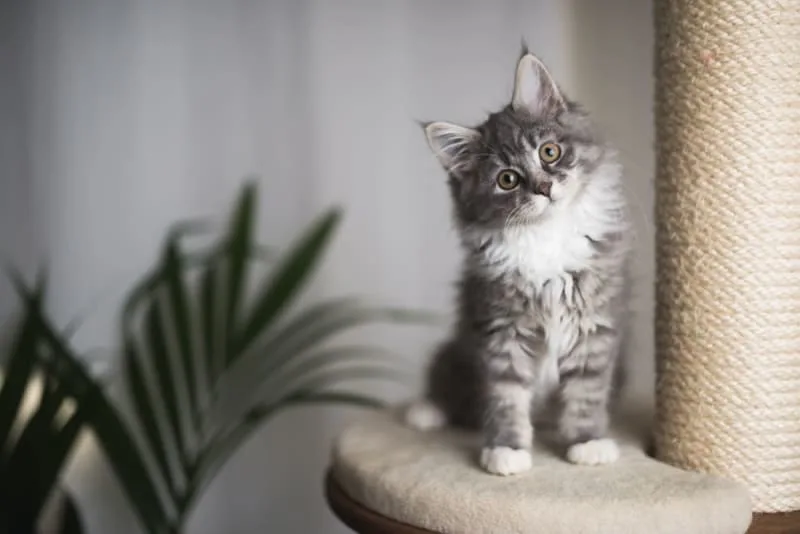 Kitten Age Chart: How to Tell How Old a Kitten Is?