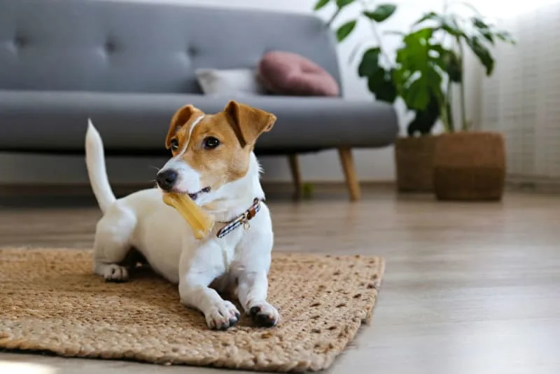How long can you leave a dog alone?