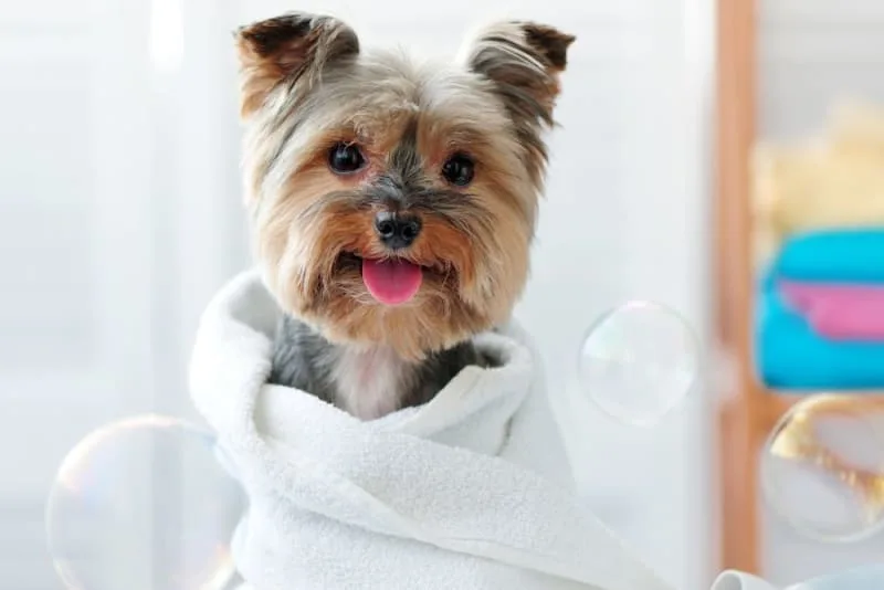 Providing A Healthy Lifestyle And Environment For Your Pet