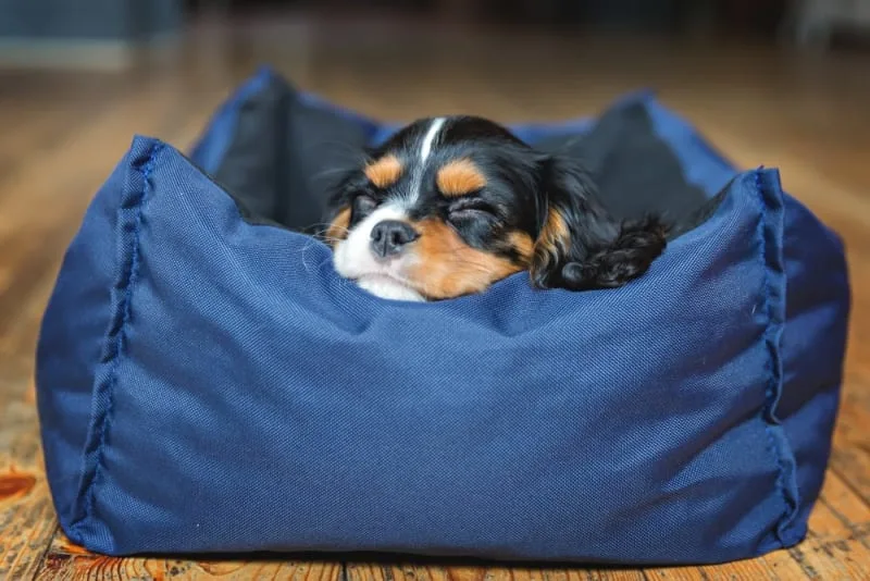 Puppy’s First Vet Visit: Checklist & What to Expect