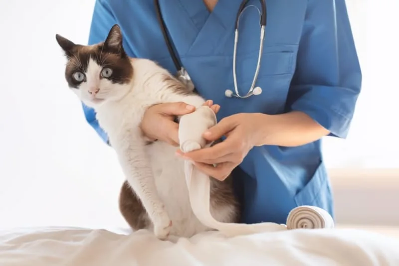 Pet First Aid Guide: Giving Pets First Aid