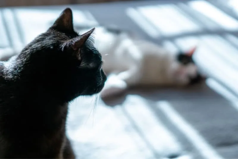 Does my cat need a friend?