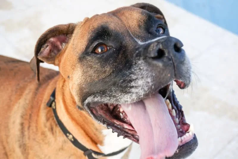 Bad Breath in Dogs: Causes & Remedies