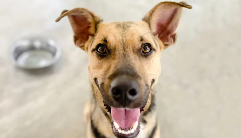 Best Dog Food For Dogs With Allergies