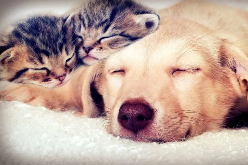 Pet Wellness Plans and Routine Care Checklist