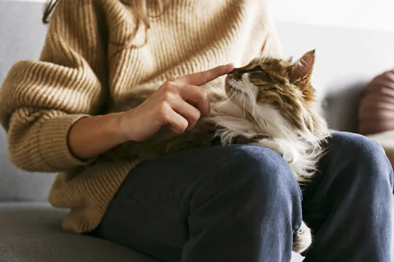 FHO Surgery in Cats