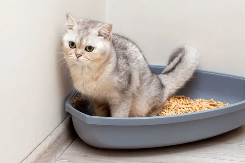 Constipation in Cats
