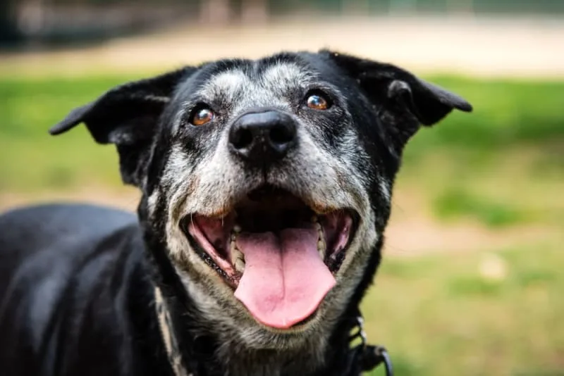 Taking Care of a Senior Dog: Tips & Advice