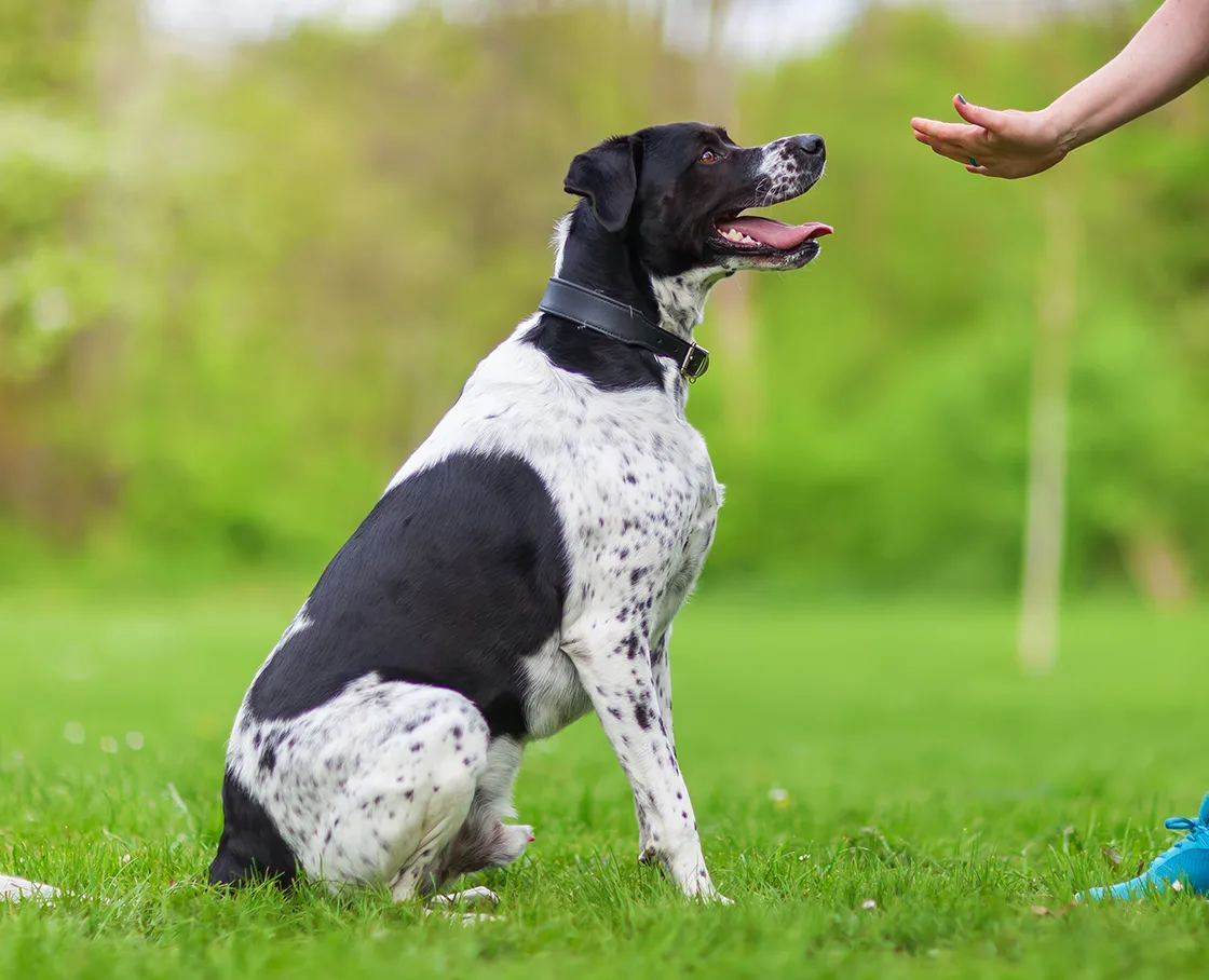 Dog geting sit command
