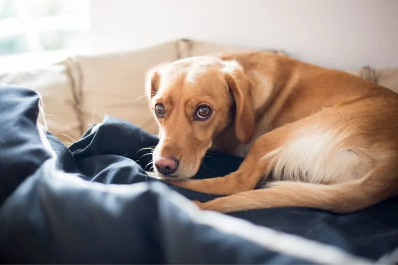 Chronic Pain Conditions in Dogs