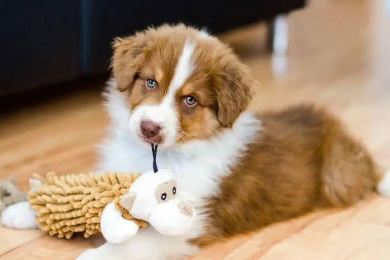 How to Raise a Puppy: Guide for the First Year