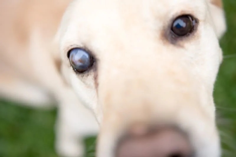 Cataract Surgery in Dogs