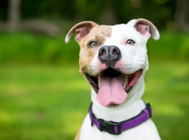 Why Does My Dog's Breath Smell? Causes & Remedies
