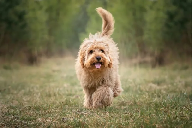 Thyroid Hormone Testing in Dogs