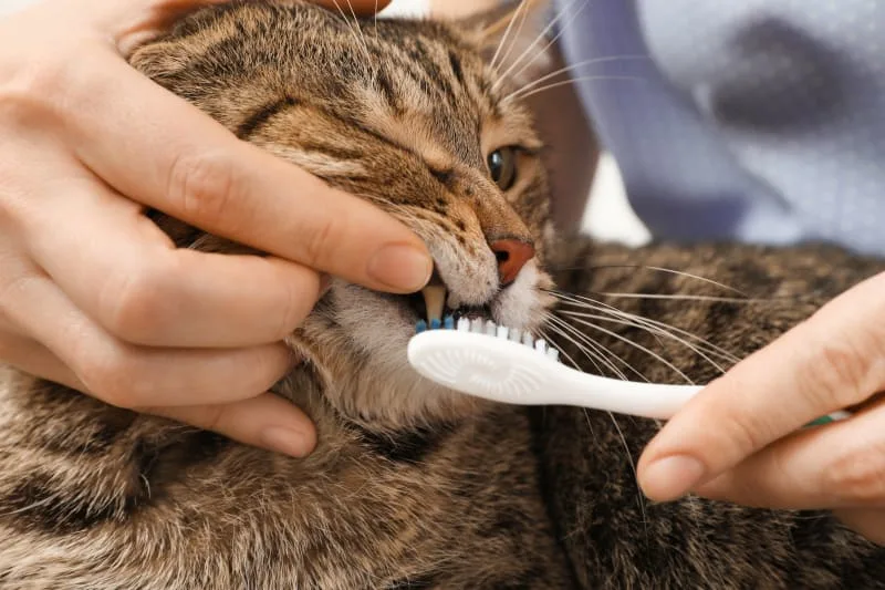 Cat Dental Care: What Owners Should Know About Cat Dental Hygiene